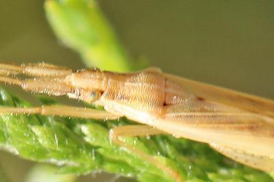 <i>Stenodema laevigata</i>