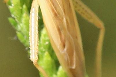 Stenodema laevigata