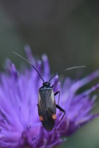 <i>Adelphocoris seticornis</i>