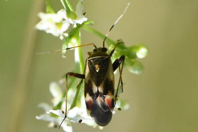 <i>Polymerus unifasciatus</i>