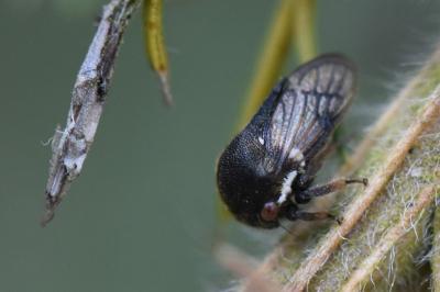 <i>Gargara genistae</i>