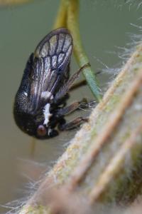 <i>Gargara genistae</i>