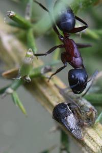 <i>Gargara genistae</i>