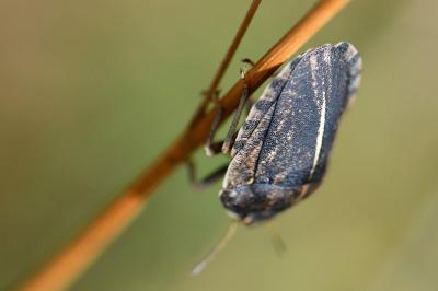 <i>Eurygaster austriaca</i>