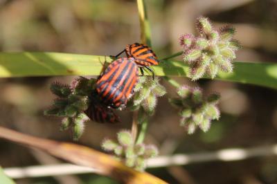 <i>Graphosoma italicum</i>