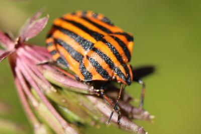 <i>Graphosoma italicum</i>