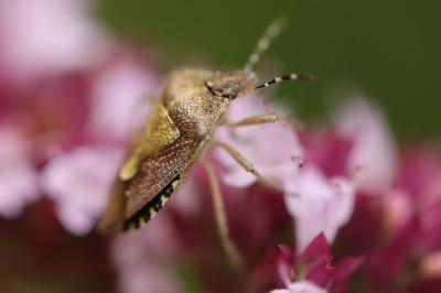 <i>Dolycoris baccarum</i>