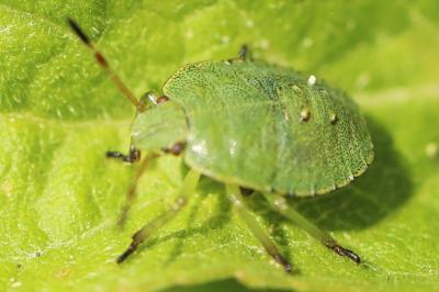 <i>Palomena prasina</i>