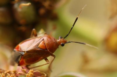 <i>Deraeocoris ruber</i>