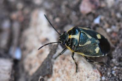 <i>Eurydema oleracea</i>