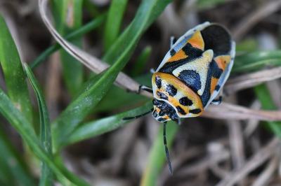 <i>Eurydema ornata</i>