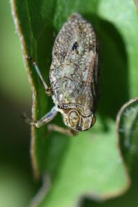 <i>Issus coleoptratus</i>