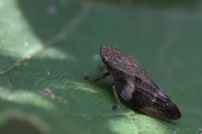 <i>Aphrophora alni</i>