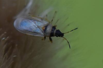 <i>Oxycarenus pallens</i>