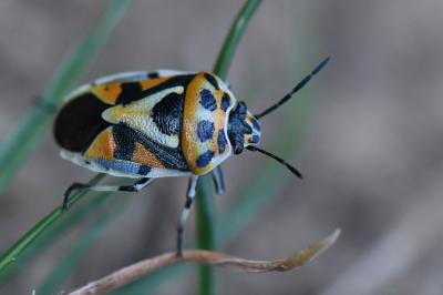 <i>Eurydema ornata</i>