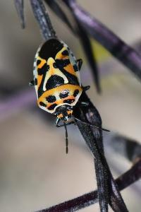 <i>Eurydema ornata</i>