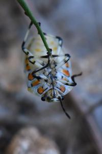 <i>Eurydema ornata</i>
