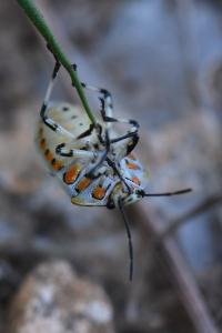<i>Eurydema ornata</i>