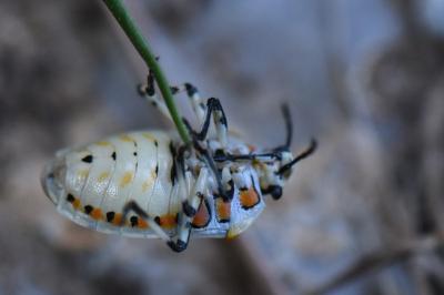 <i>Eurydema ornata</i>