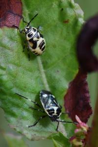 <i>Eurydema oleracea</i>