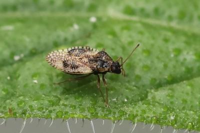 <i>Dictyla humuli</i>