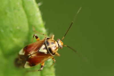 <i>Lygus pratensis</i>