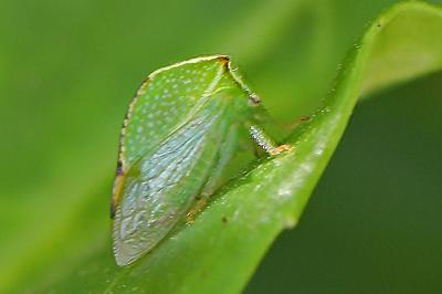 <i>Stictocephala alta</i>