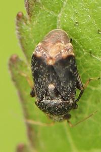 <i>Charagochilus gyllenhalii</i>