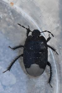 <i>Cydnus aterrimus</i>