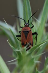 <i>Brachycoleus triangularis</i>