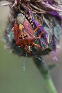 <i>Carpocoris purpureipennis</i>