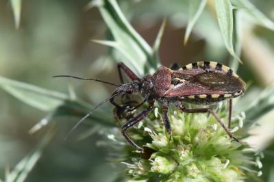 <i>Rhynocoris erythropus</i>