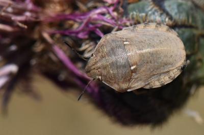 <i>Eurygaster maura</i>