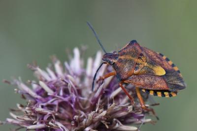 <i>Carpocoris purpureipennis</i>
