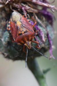 <i>Carpocoris purpureipennis</i>