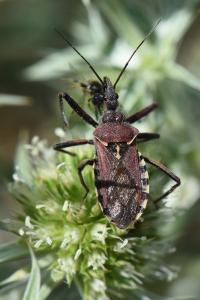 <i>Rhynocoris erythropus</i>