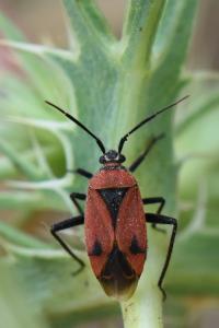 <i>Brachycoleus triangularis</i>