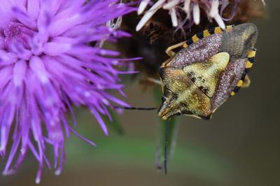 <i>Carpocoris purpureipennis</i>