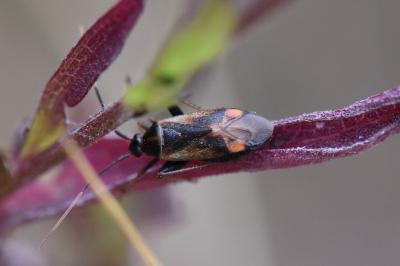<i>Adelphocoris seticornis</i>