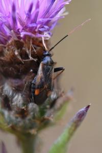 <i>Adelphocoris seticornis</i>