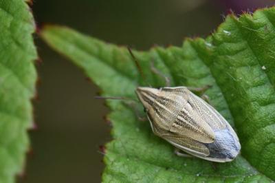 Aelia acuminata