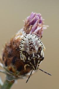 <i>Carpocoris</i>