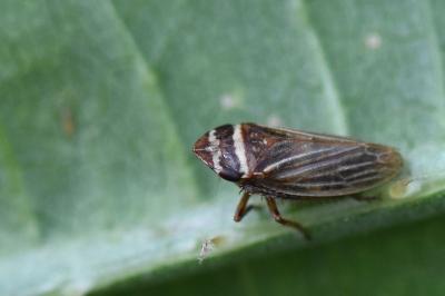 <i>Aphrodes</i>