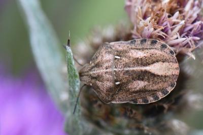 <i>Eurygaster</i>