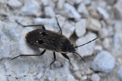 <i>Graptopeltus lynceus</i>