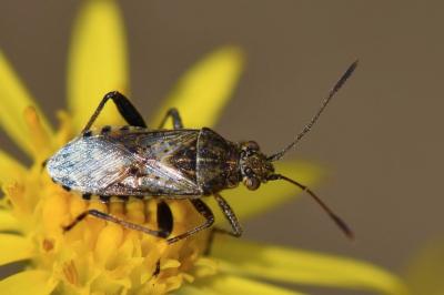 <i>Stictopleurus</i>