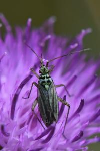 <i>Oncotylus viridiflavus</i>