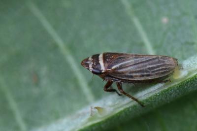 <i>Aphrodes</i>