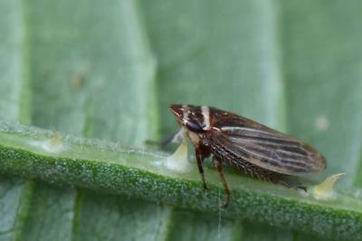 <i>Aphrodes</i>