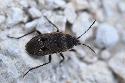 <i>Graptopeltus lynceus</i>